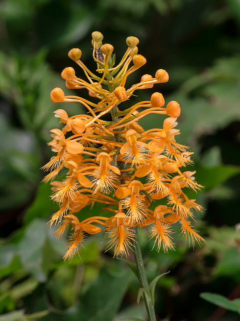 Platanthera ciliaris (Yellow Fringed orchid)