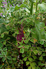 Oka du Pérou - Oxalis tuberosa
