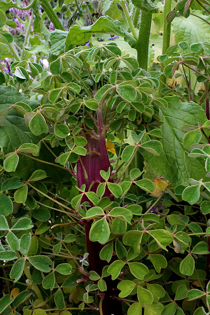 Oka du Pérou - Oxalis tuberosa