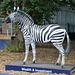 The Investec Zebra - 1 August 2014