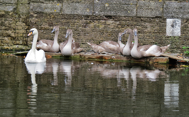 swans, western dock canal, london