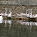 swans, western dock canal, london