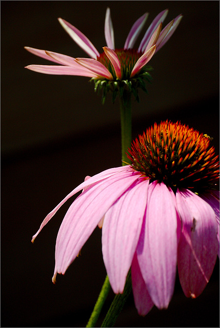 Coneflowers