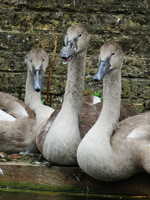 swans, western dock canal, london