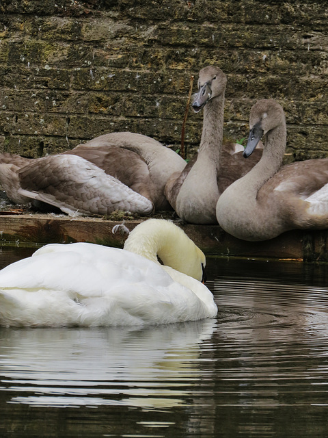 swans, western dock canal, london