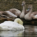 swans, western dock canal, london