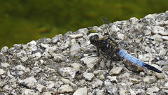 dragonfly , western dock , london