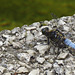 dragonfly , western dock , london