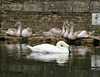 swans, western dock canal, london