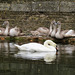 swans, western dock canal, london