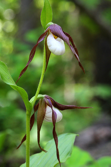 Mountain Lady's Slippers