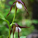 Mountain Lady's Slippers