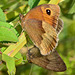 Meadow Brown, Maniola jurtina....Fifty Shades of Brown!