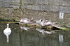 swans, western dock canal, london