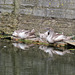 swans, western dock canal, london