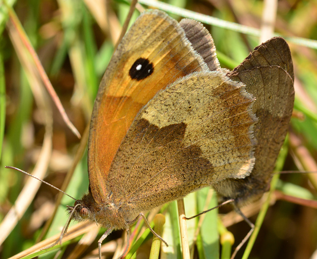 Meadow Brown, Maniola jurtina