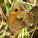 Meadow Brown, Maniola jurtina