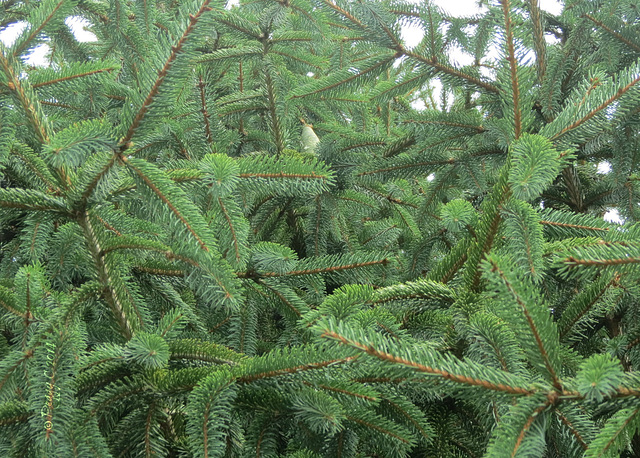 tree (of green needles) ..