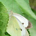 Large White, Pieris brassicae. female