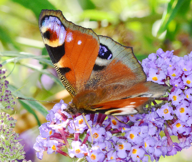 Peacock Butterfly, Inachis io