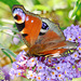 Peacock Butterfly, Inachis io