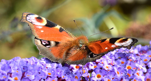 Peacock Butterfly, Inachis io