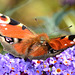 Peacock Butterfly, Inachis io