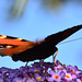 Peacock Butterfly, Inachis io