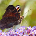 Peacock Butterfly, Inachis io