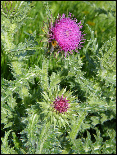 thistle