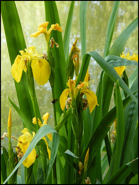 yellow iris