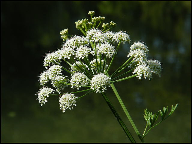 umbelliflora