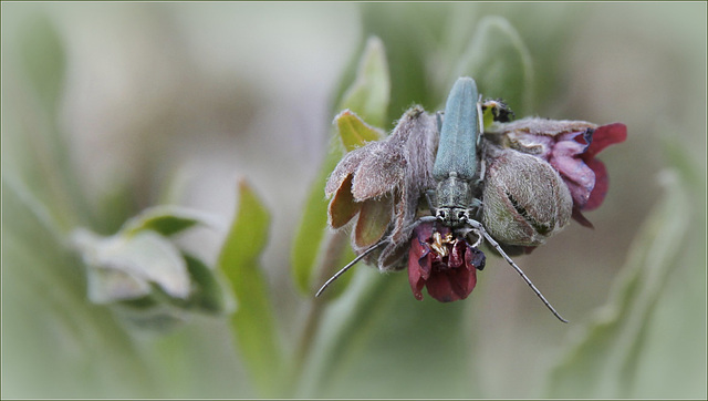 Cerambycidae