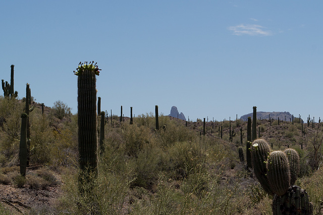 Apache Trail (1864)