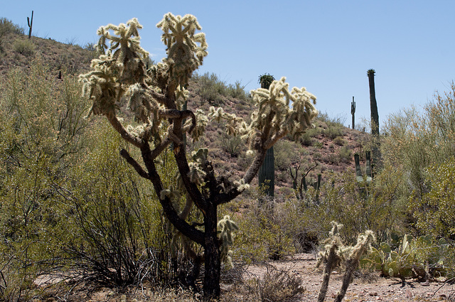 Apache Trail (1867)