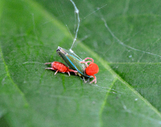 Red velvet mites enjoy a leafhopper