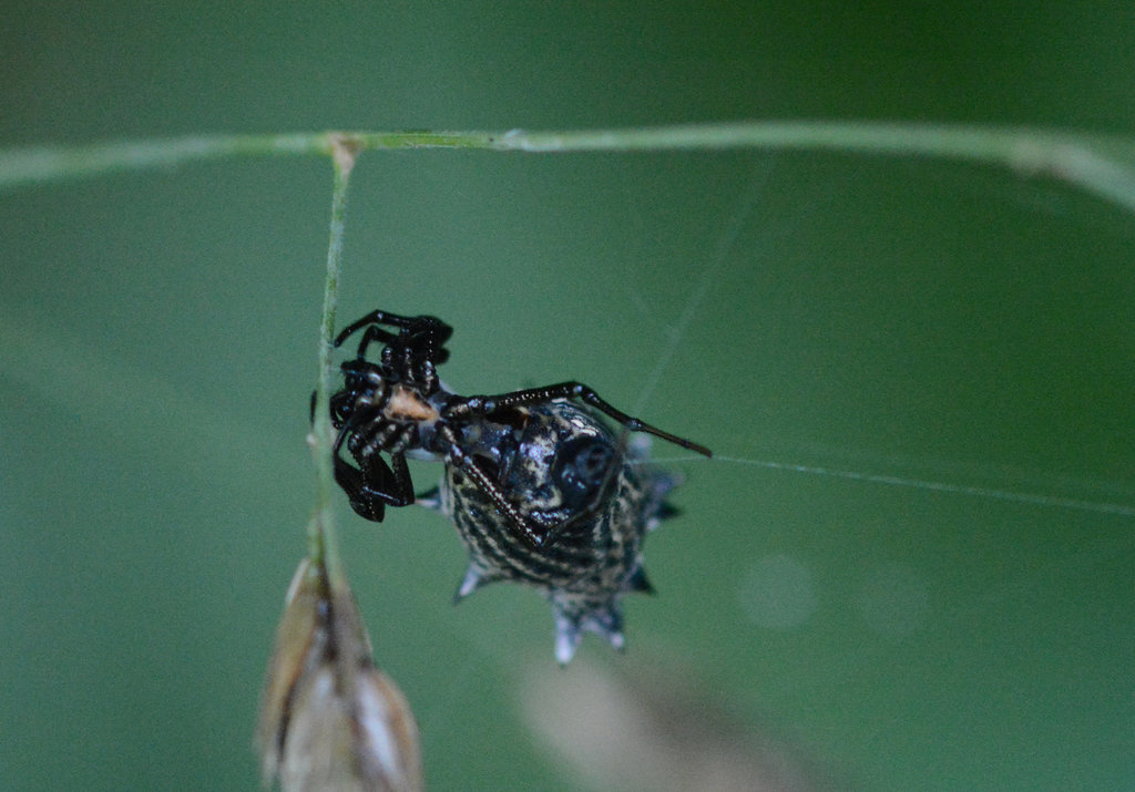 Spiny spider Spiny spider