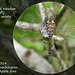 Migrant Hawker Dragonfly - Seaford - 24.7.2014