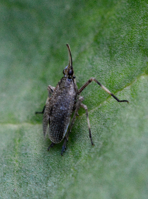 A Scolops sulcipes