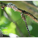 Migrant Hawker Dragonfly - Seaford - 24.7.2014