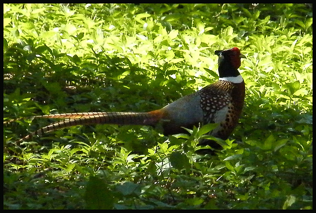 pheasant tail