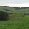 Falls Road dairy cows