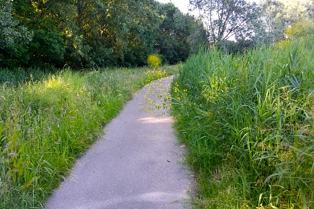 Flowers trying to escape