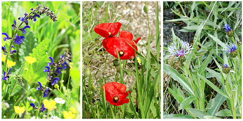Wiesenblumen.  ©UdoSm