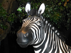 The Investec Zebra (2) - 2 August 2014
