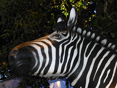 The Investec Zebra (3) - 2 August 2014