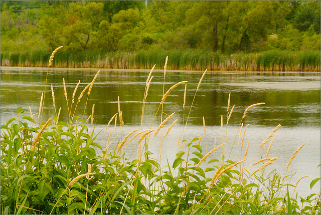 Tall Grasses