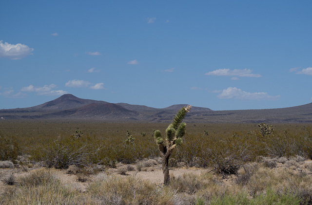 Mojave National Preserve lava (0015)