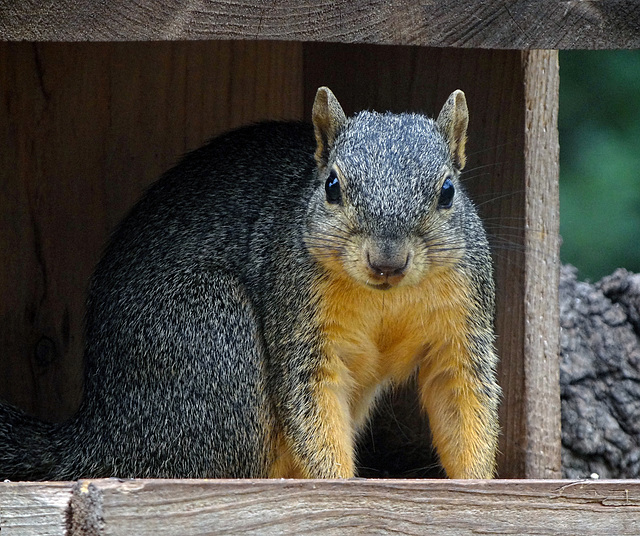 Peter Squirrel