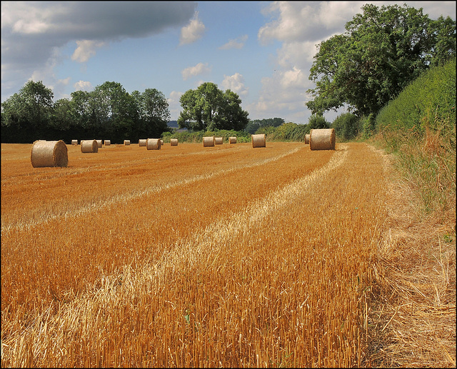 Harvesting